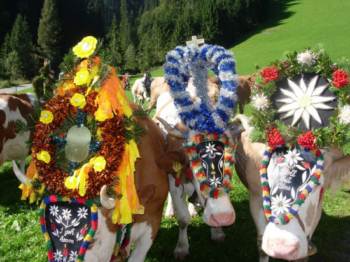 Herbsturlaub Almabtrieb in Tirol